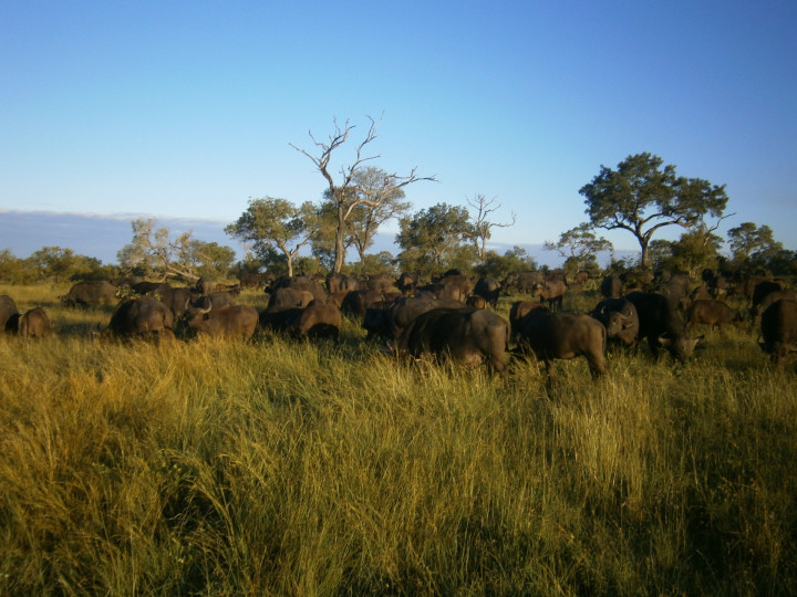 The 11 best game parks for a safari in South Africa › WorldWideWendy